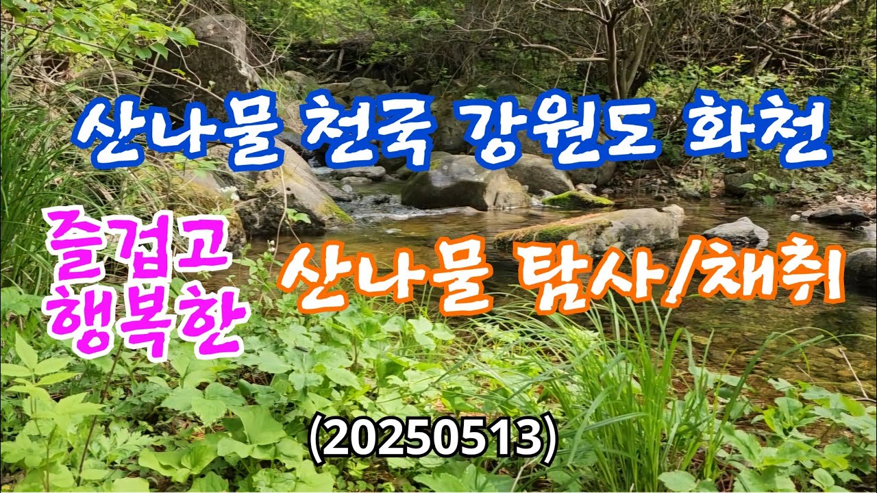 #강원도 화천 즐겁고 행복한 산나물탐사/채취 함께해요(20250513) #산야초 #산나물 #산나물 채취
