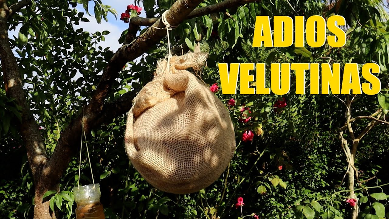 Como ahuyentar 🐝Avispa Asiática, TRUCO infalible 