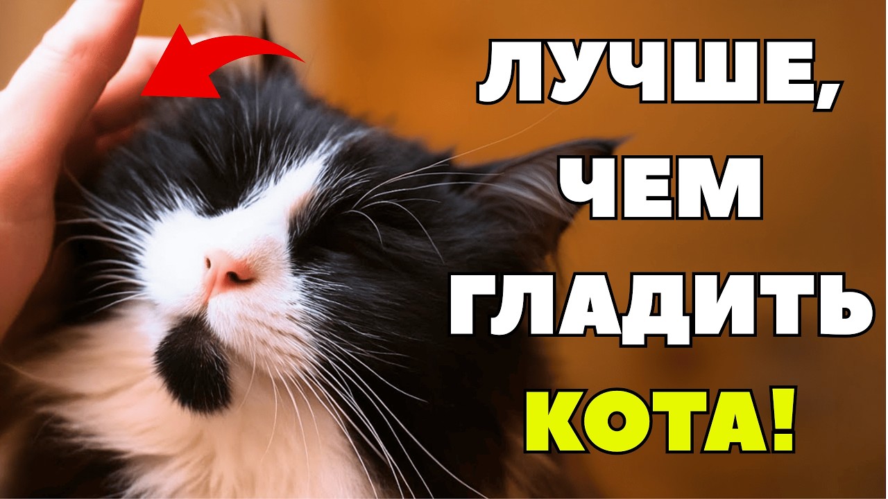 99% хозяев делают ЭТУ ошибку каждый день. Ваша кошка страдает молча