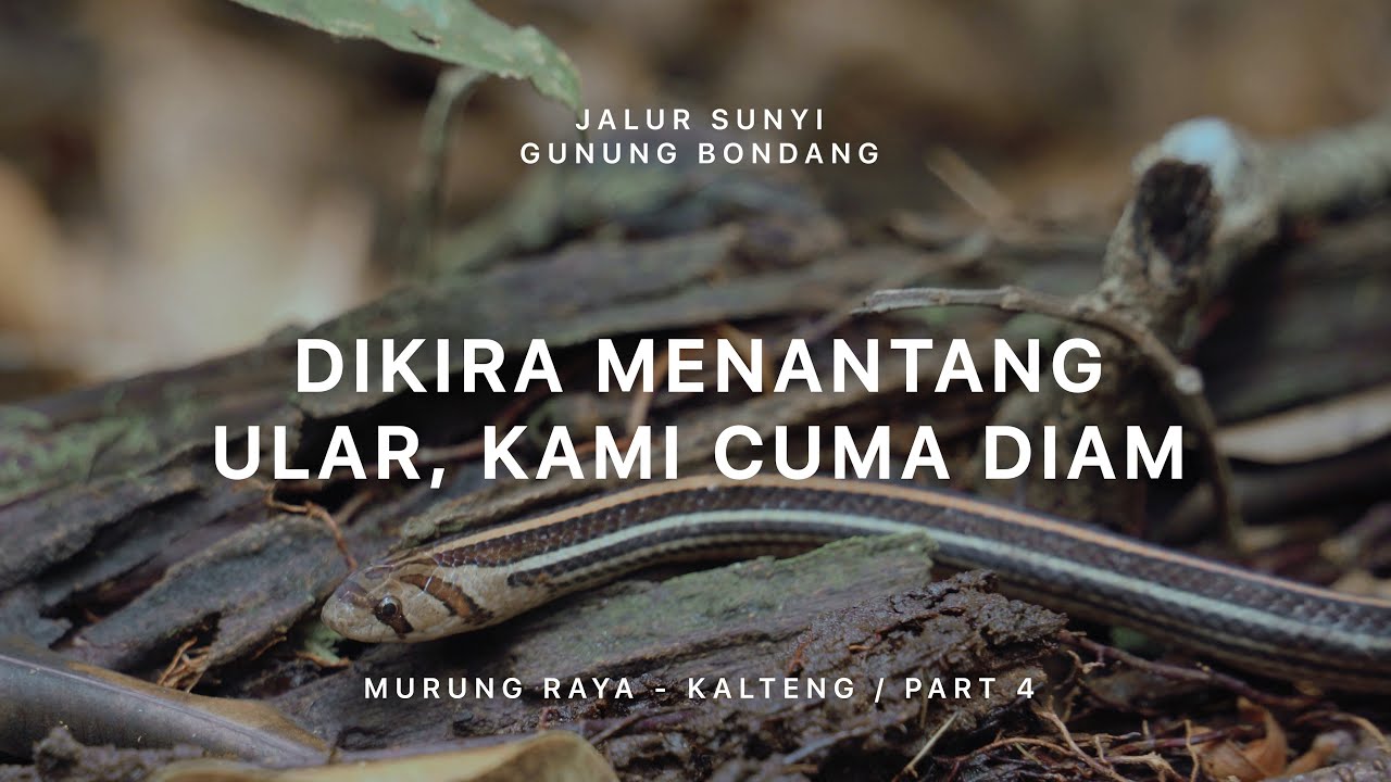 Gunung Bondang - Jalur Sunyi Kalimantan Tengah (Murung Raya) #4