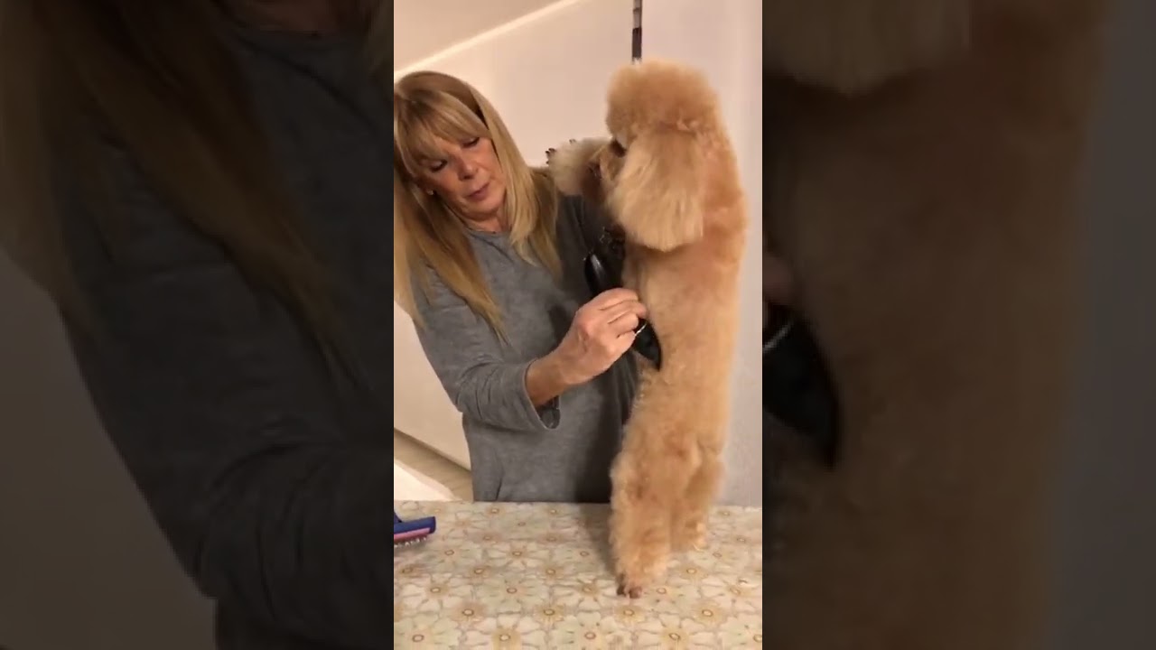 Paola e Sofia.. Toeletta fai da te barboncino toy albicocca