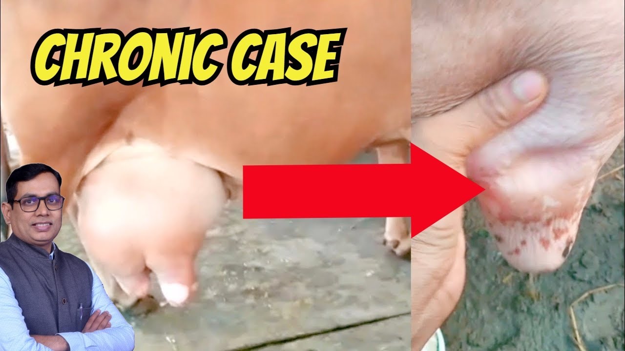 Udder Edema in Cows? Udder swelling before or after calving EXPLAINED...