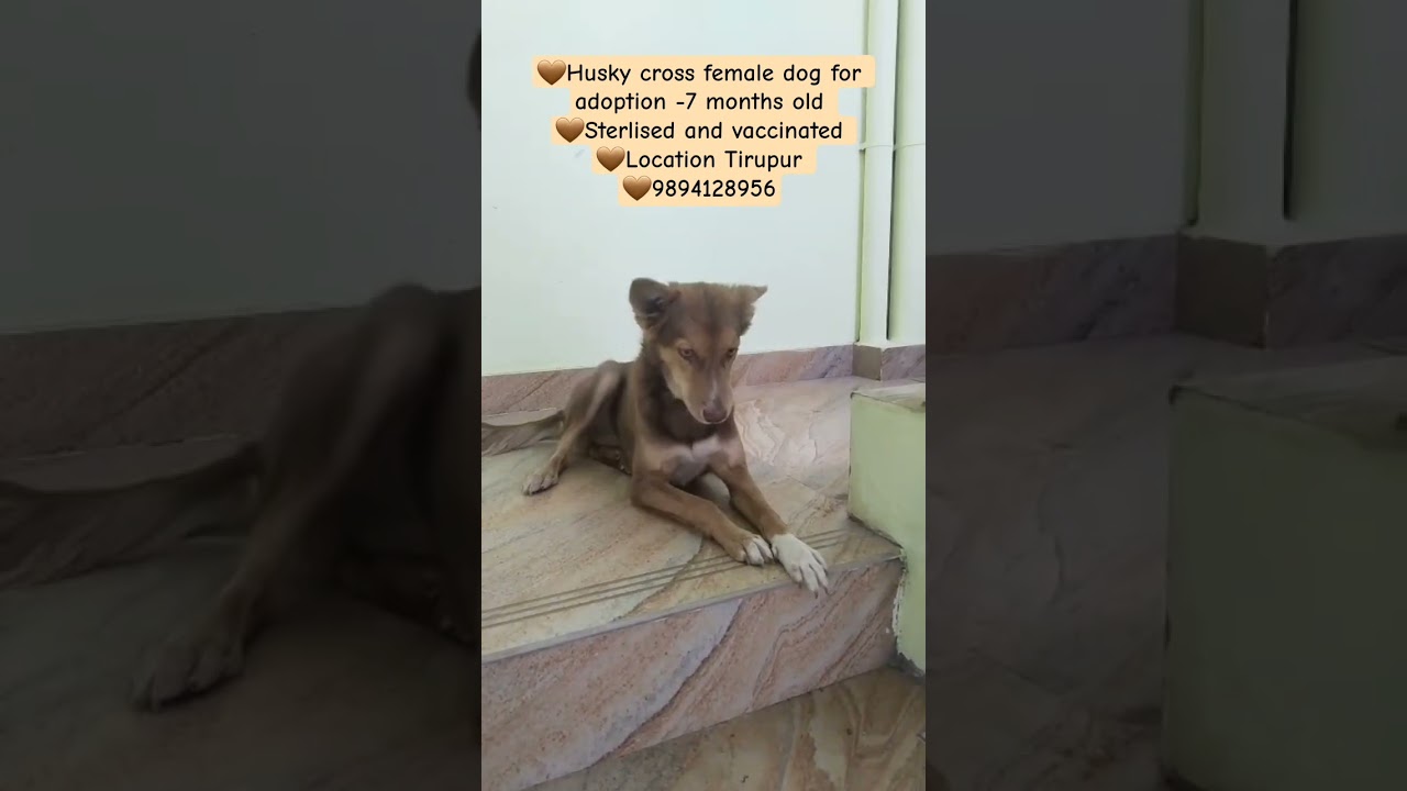 Husky cross Free Adoption 