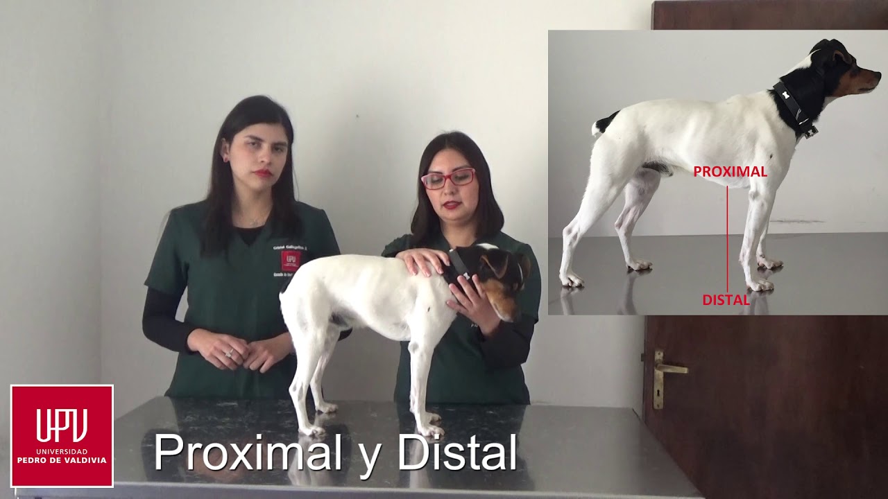 Anatomía Topográfica | Medicina Veterinaria