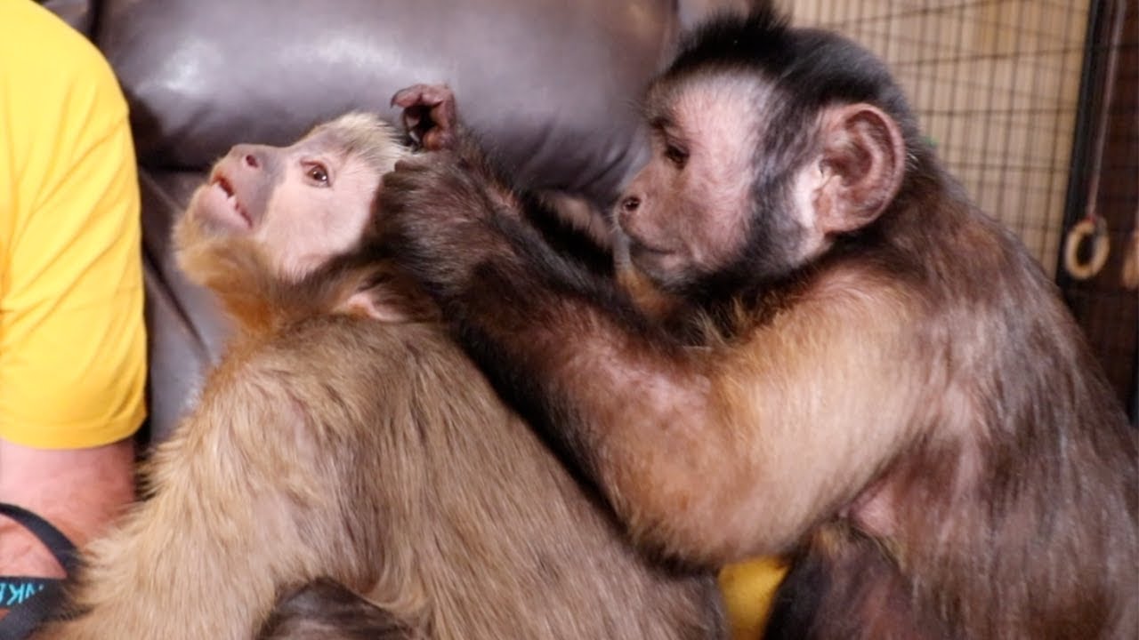 Baby Monkey & Big Brother Grooming and Playing!