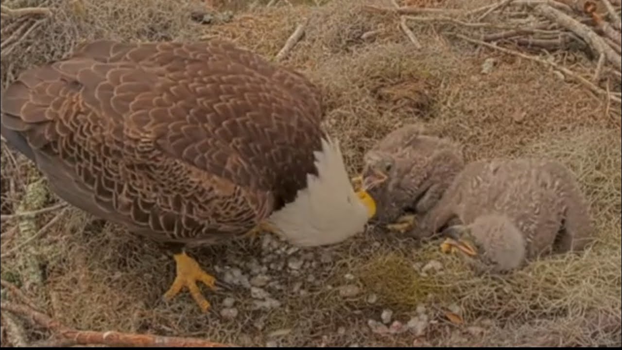 Small eaglet nibbling fish, Mom in for feeding | Kisatchie National Forest E-3 | Feb 20, 26