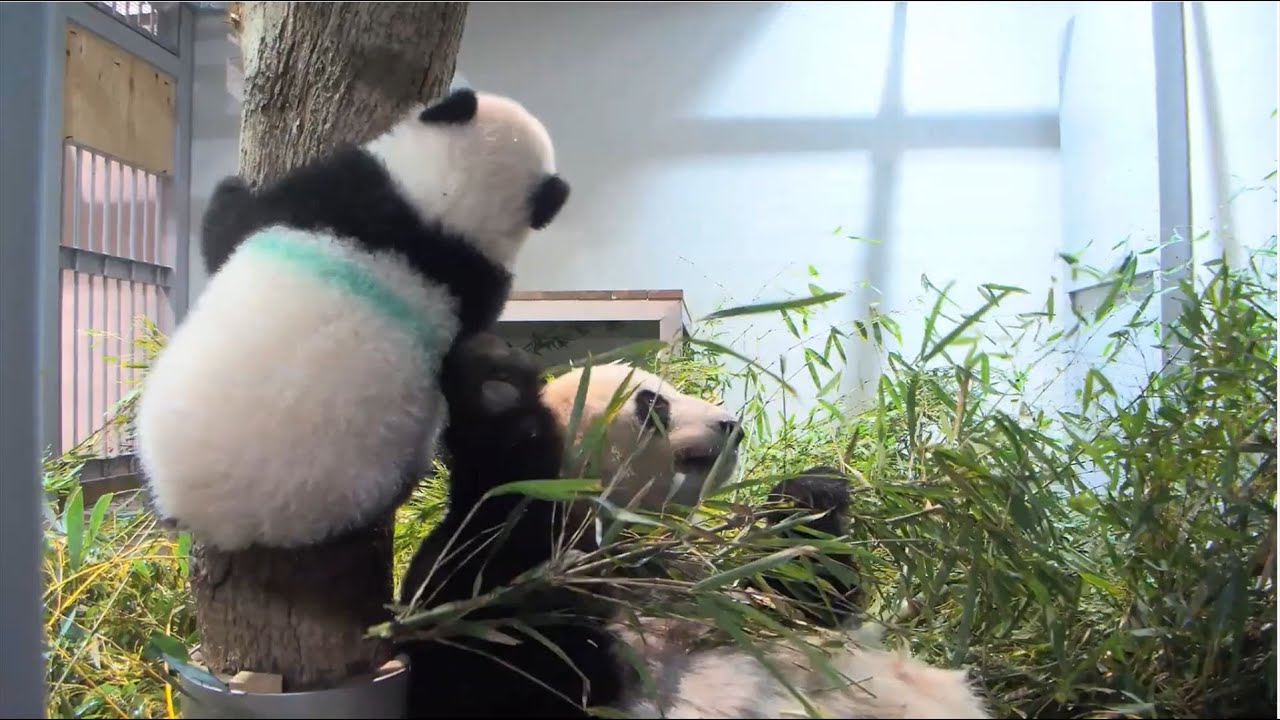 木に登れるようになったよ！上野動物園の双子パンダのシャオシャオとレイレイ