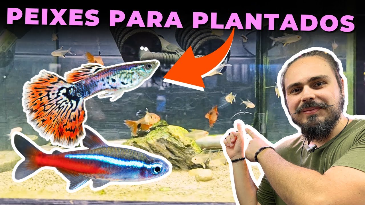 PEIXES PEQUENOS PARA AQUÁRIOS PLANTADOS