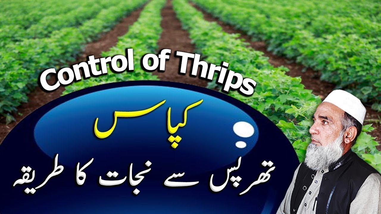 Control of thrips (Thrips tabaci) in cotton || Crop Reformer