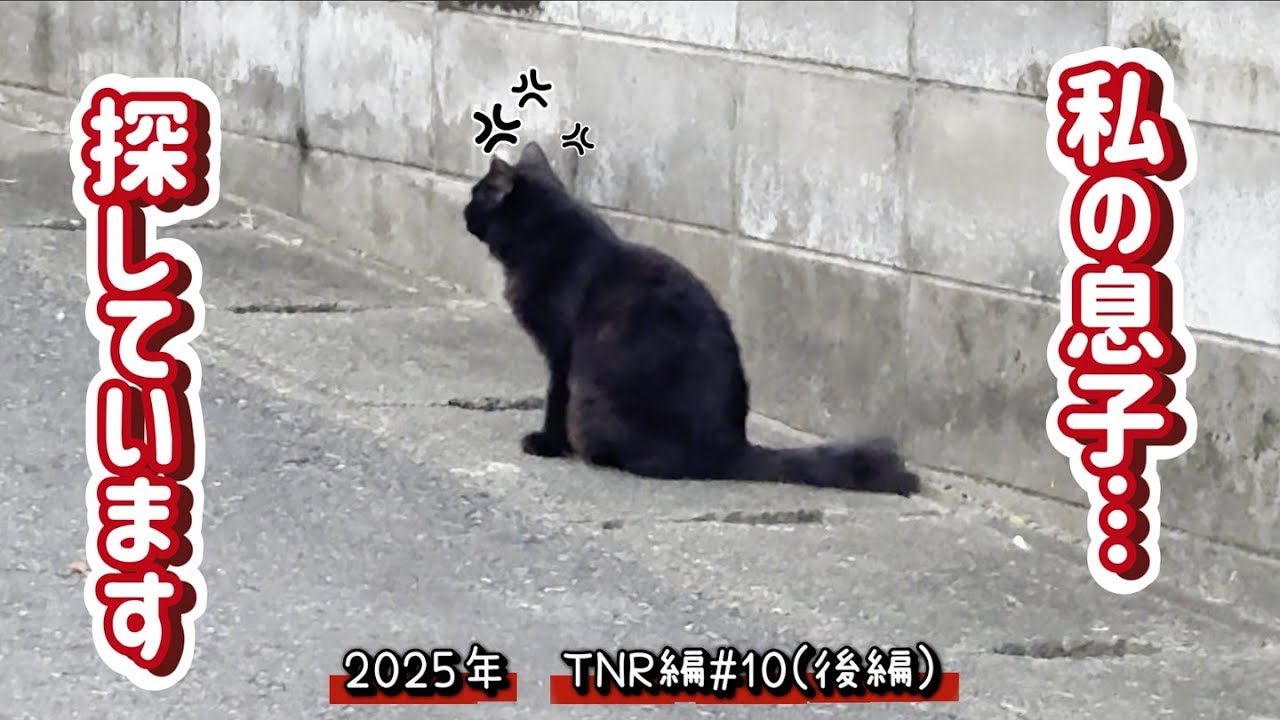 【保護猫】私の息子…知りませんか？　2025年TNR編＃10(後編)