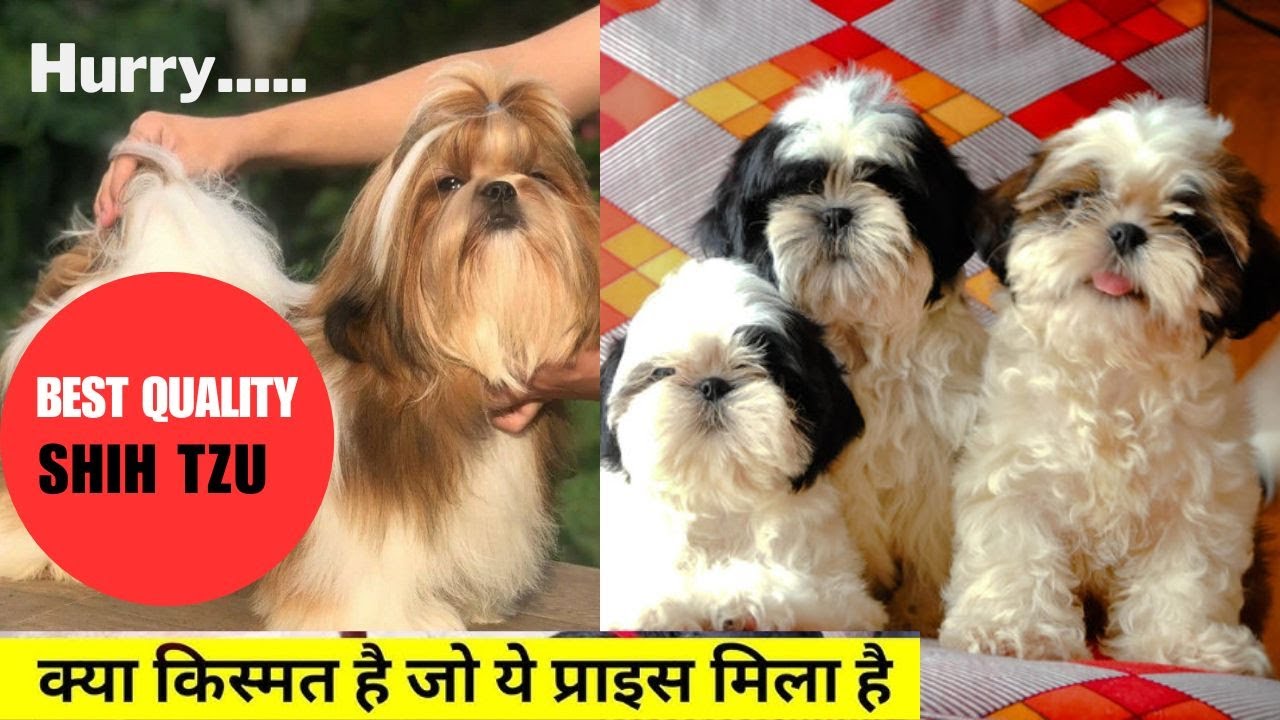 Shih Tzu Dog Price in India 2026 | Shih Tzu Dog Information, Care & Facts | Buy Shih Tzu Puppies