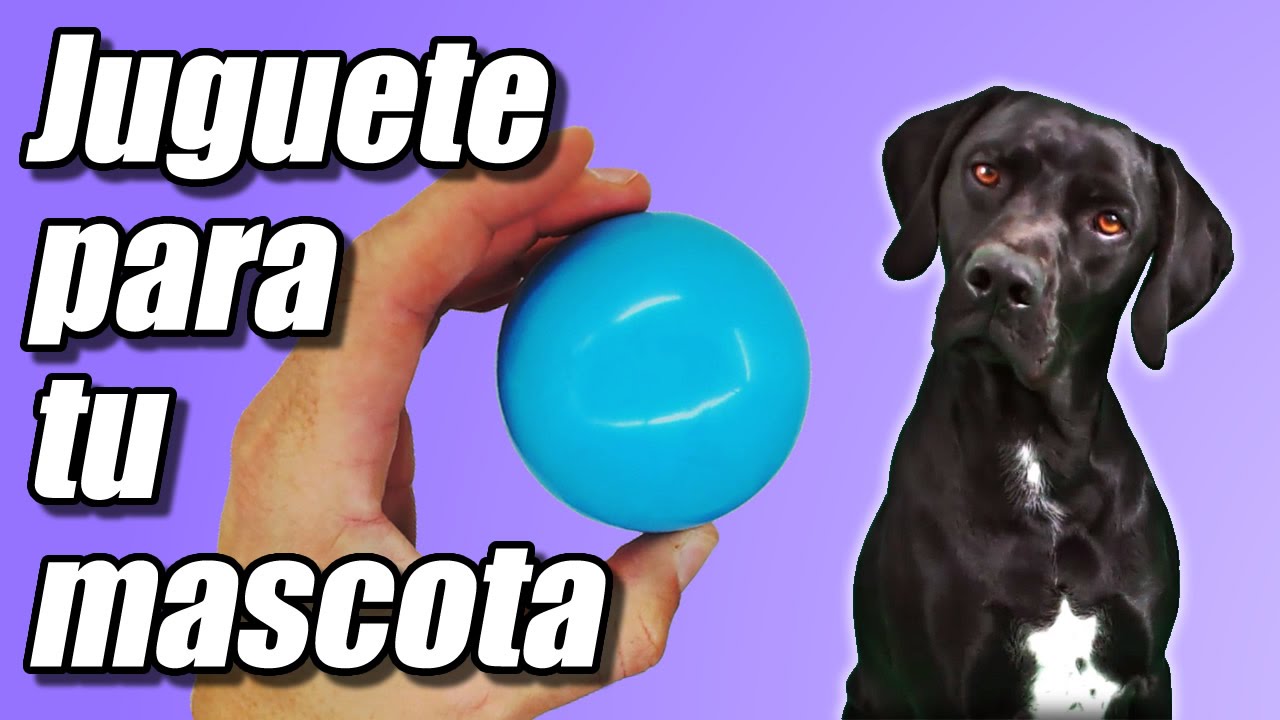Juguete para tu mascota, cómo se hace | Te Digo Cómo
