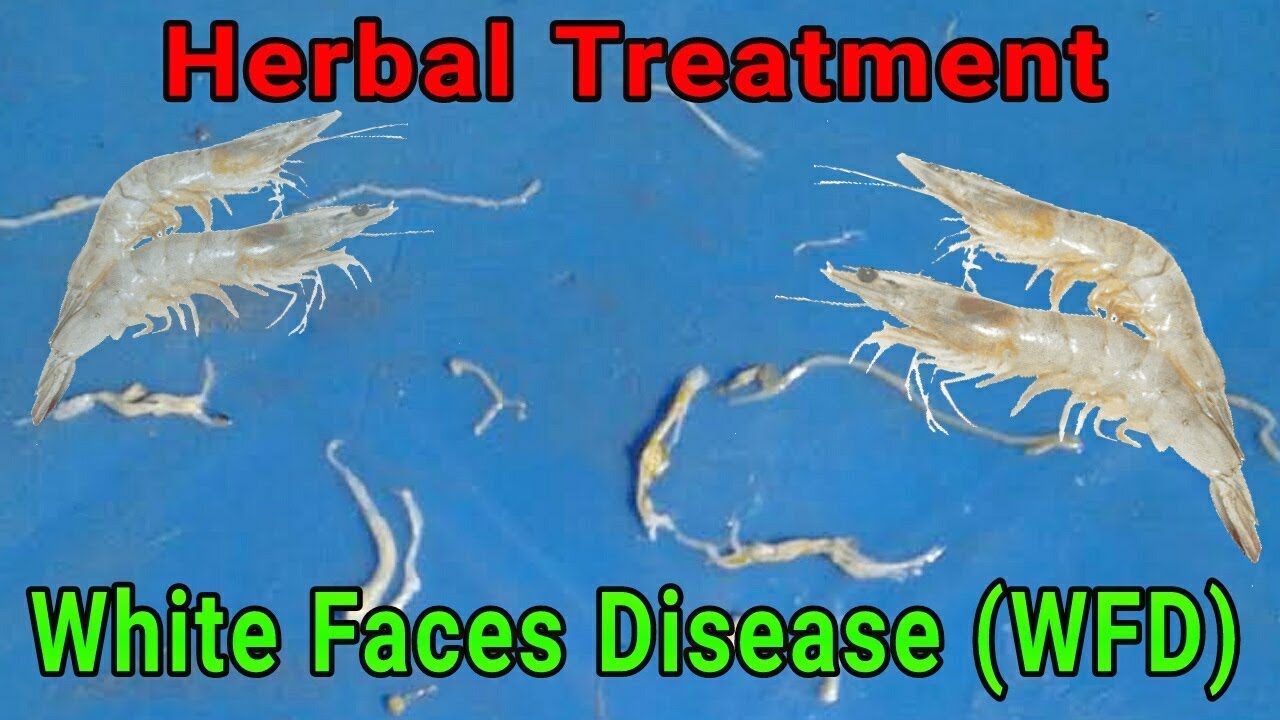 White Feces Disease (WFD) treatment in Shrimp culture| vannamei farming