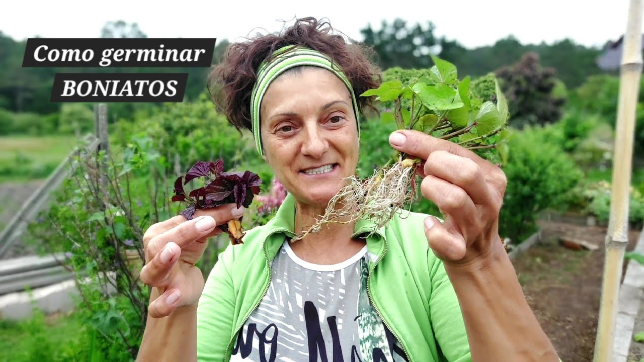 Como germinar Boniatos e como plantalos 🍠🌱  || {NUSKA CHOUSA}