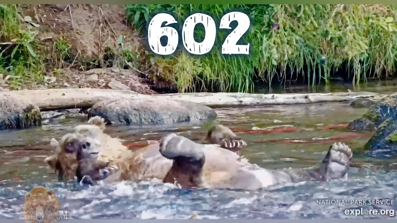 602 Rolls & Snorkles ▪︎ 8/8/25 ▪︎ Brooks Falls ▪︎ .Katmai Bears ▪︎ Explore.org 