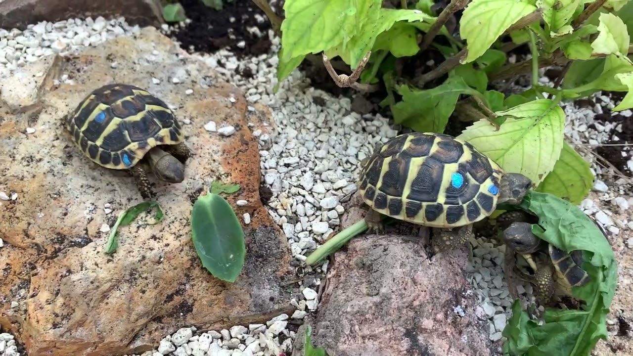 Testudo hermanni hermanni, Tuscany Italy (Toskana Italien)