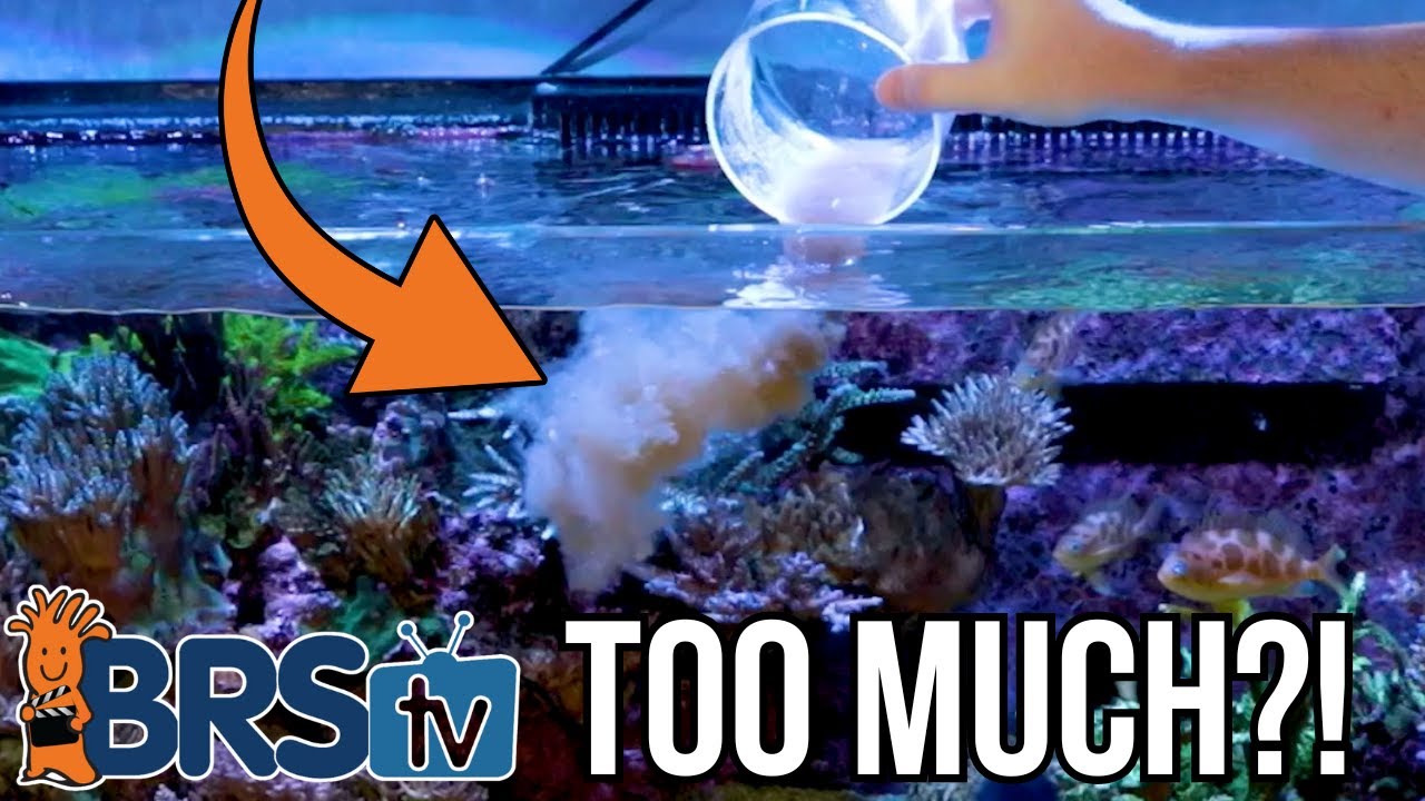 5 ESSENTIAL Tips for Feeding Your Saltwater Fish Correctly