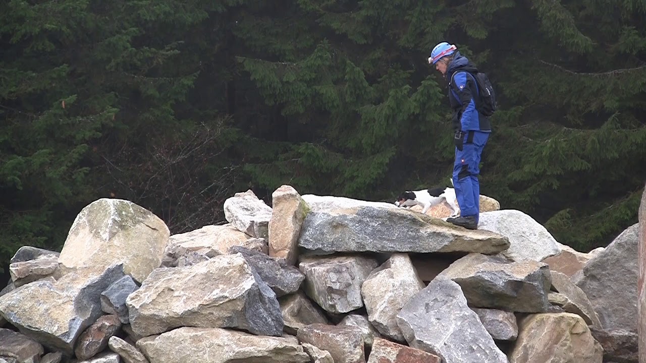 Parson Russell Terrier Xenophilius vom Räuberschlag - Rettungshundeprüfung IRO Fläche A & Trümmer A