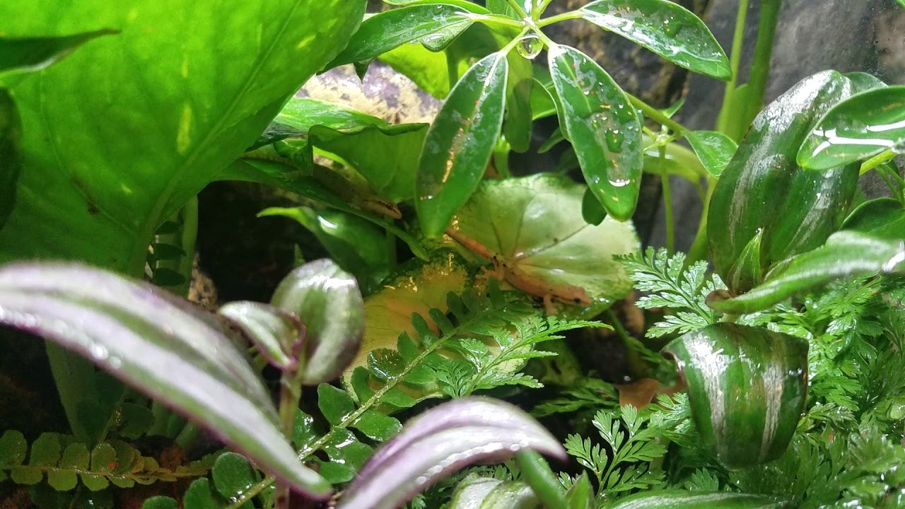 Mourning geckos chirping