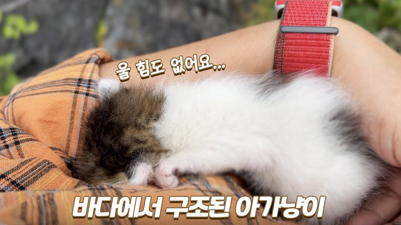 아기고양이 구조부터 육아까지 몰아보기 | 🌰해밤이 스토리 1편