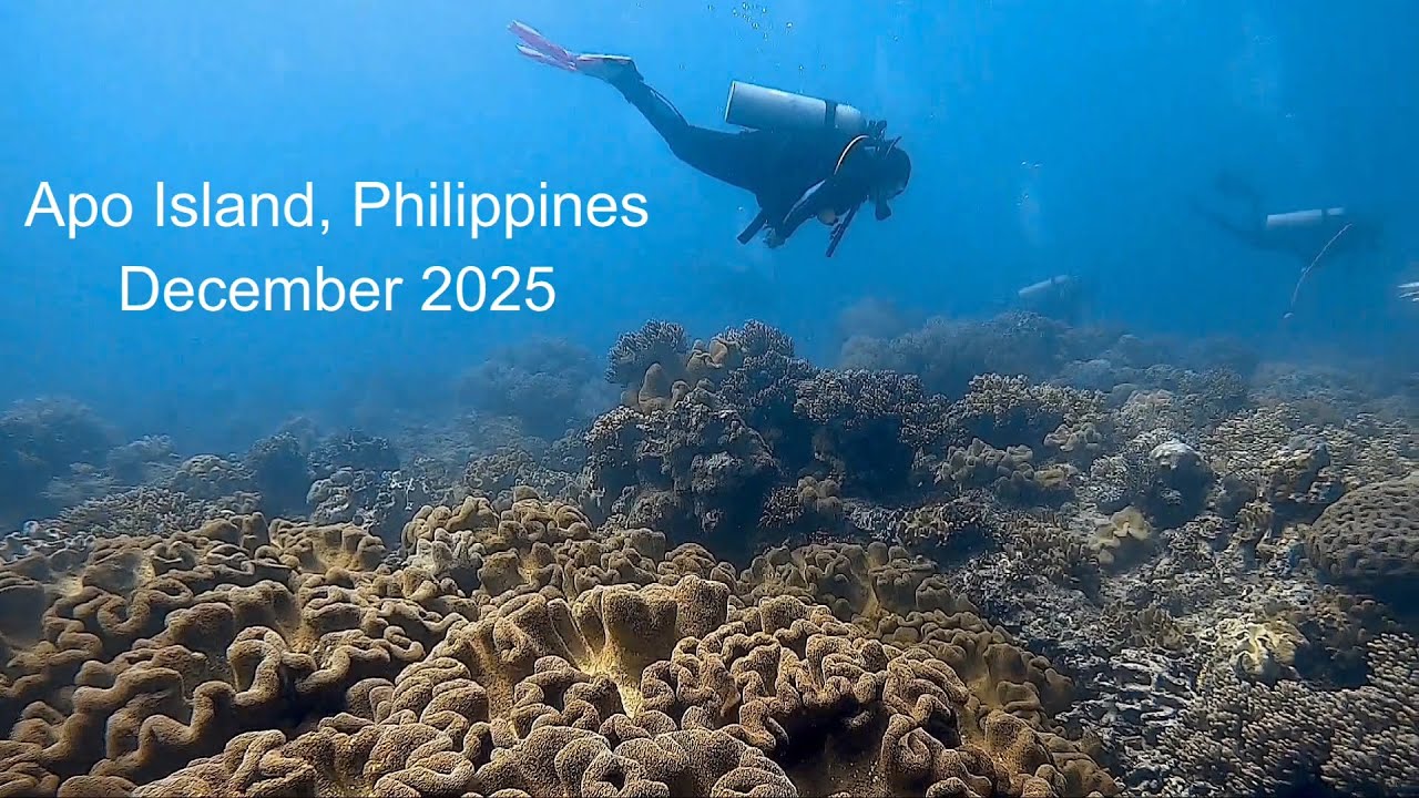 Apo Island Full Clip - Scuba Diving in the Philippines!!