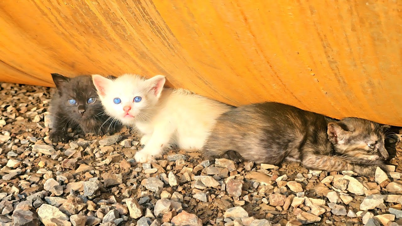 Dramatic Rescue: Eight kittens abandoned at construction site, Starving And Scared, I Adopted it