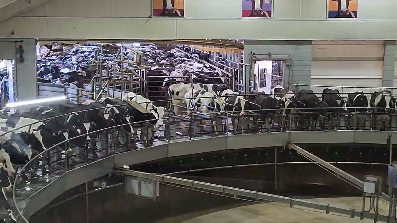 Cow🐄Milking Carousel 🐮at Fair Oaks Farm in Indiana #dairyfarming #cows #livestock #milking