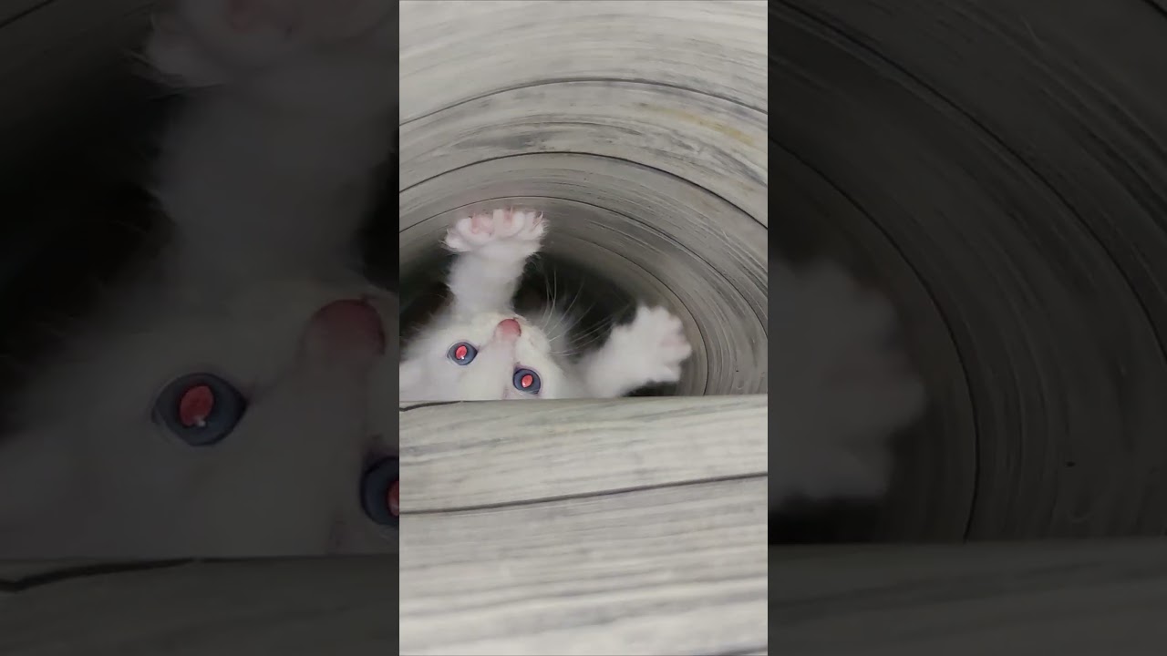 A small white kitten fell into a hole in the roll. #shorts 4k
