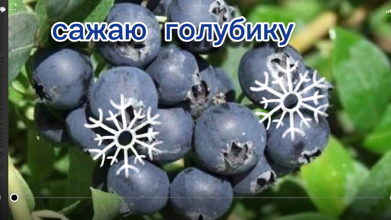 Посадка голубики в горшки#растения#сад#   plants#garden