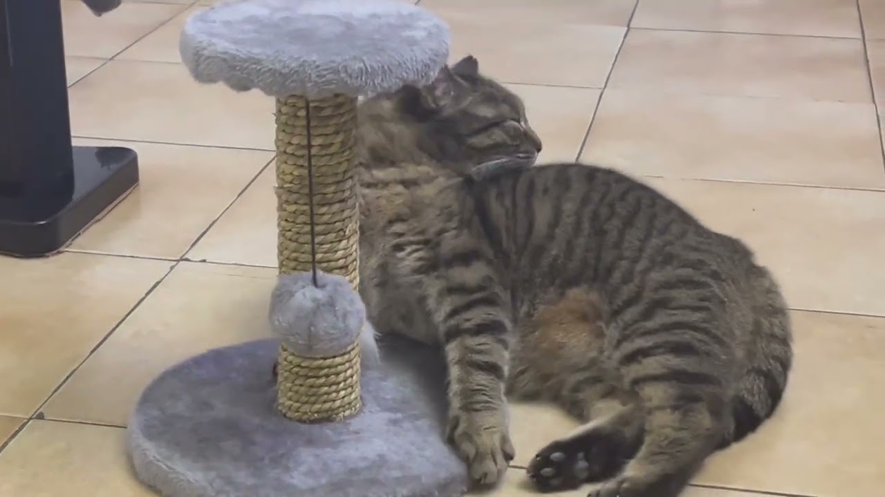 #Cat on Jan 13, 2025