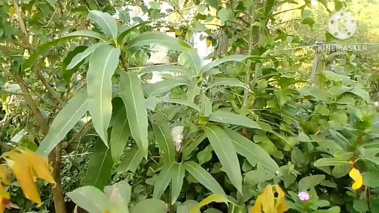 জানুয়ারী মাসে আম গাছে প্রচুর মুকুল  আনতে চাইলে এক্ষুণি করুন এই কাজটি।