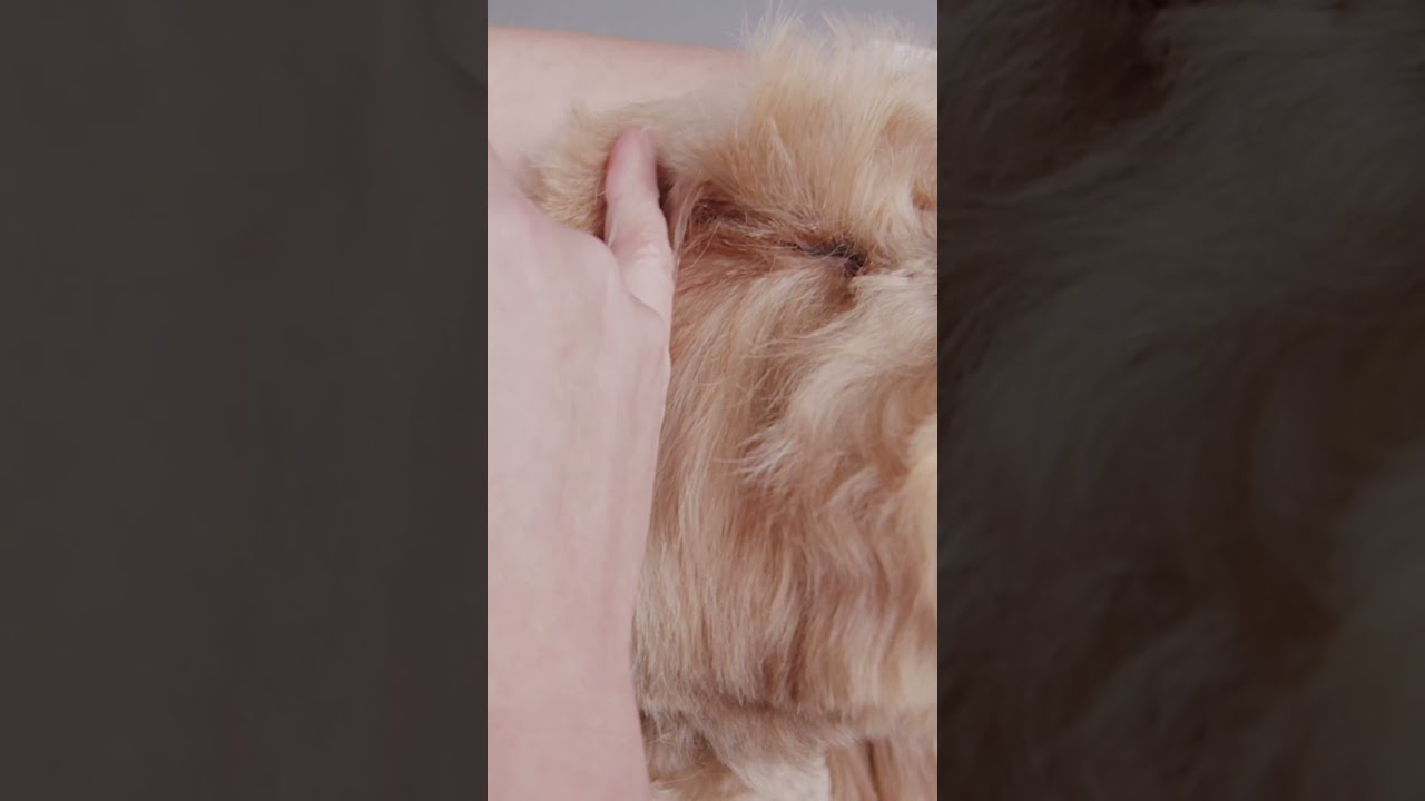 Here is an easy way to shape your dogs fringe - Cockapoo Masterclass