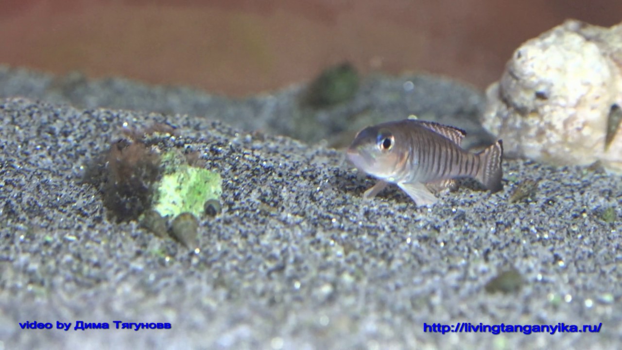 Neolamprologus signatus