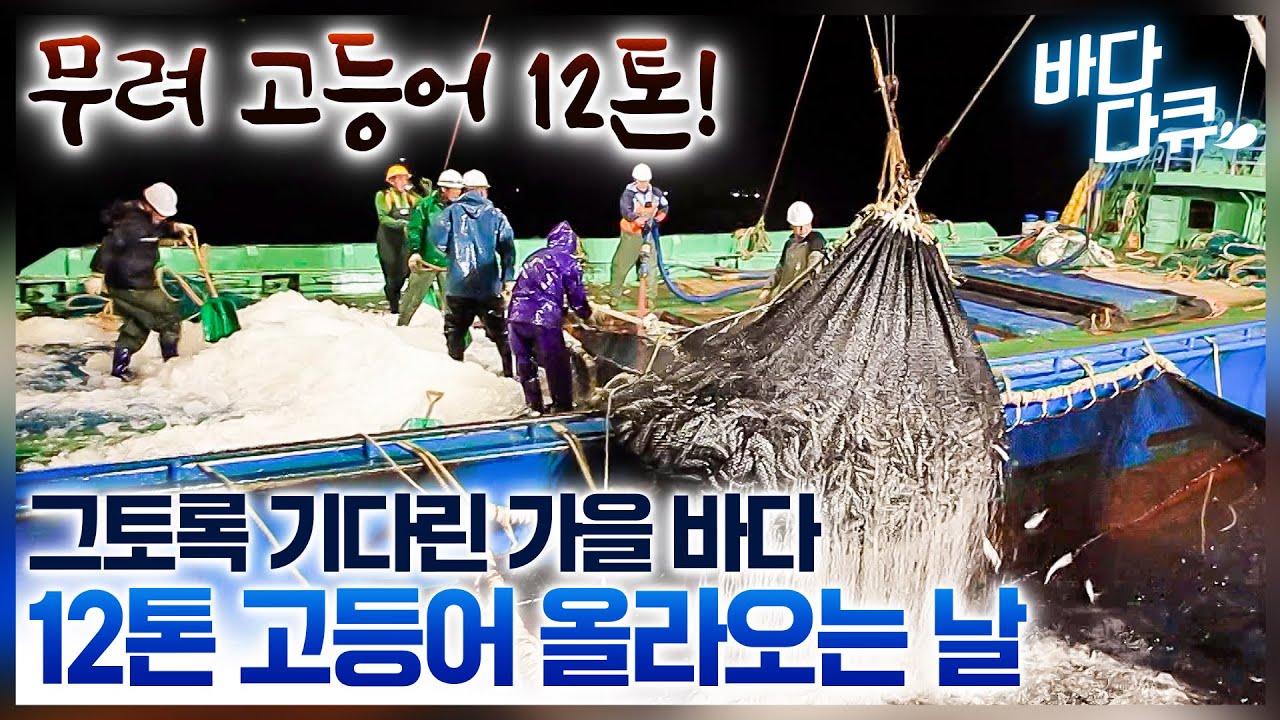 그물 터질 듯이 잡아 올렸는데 기름값도 못 벌었다고?! 살 통통~하게 오른 가을 고등어 쉴 틈 없이 올라온다!/ #바다다큐