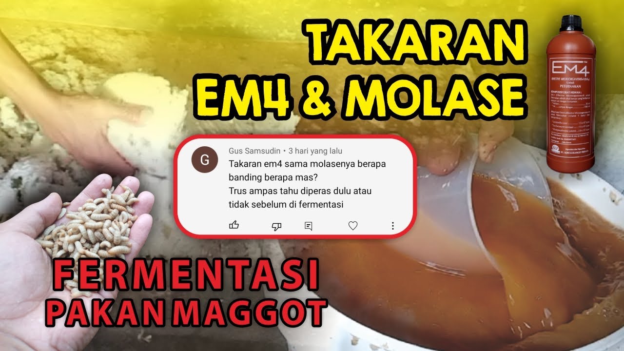 FERMENTASI PAKAN MAGGOT BSF