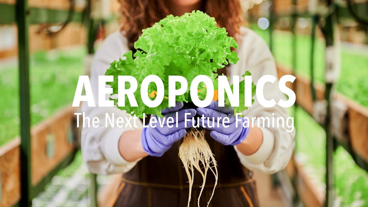 The Magic Farm of Aeroponics: Where Plants Thrive in Mid-Air! 🌱✨
