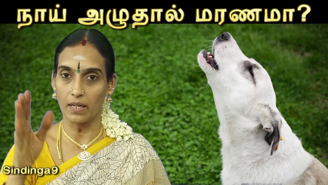 நாய் அழுதால் மரணமா? The reason of dog Howling
