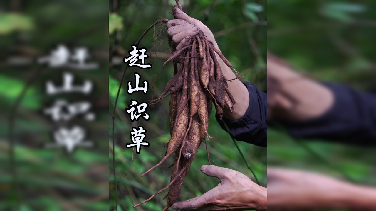 今天本来是进山采药的，居然发现大鸡枞，运气简直不要太好了吧