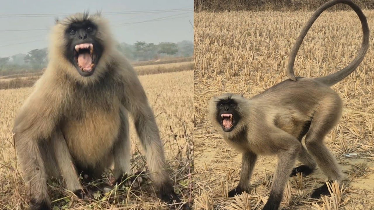 Angry Langur Shows Powerful Warning in Open Field | Rare Wild Monkey Behavior. 
