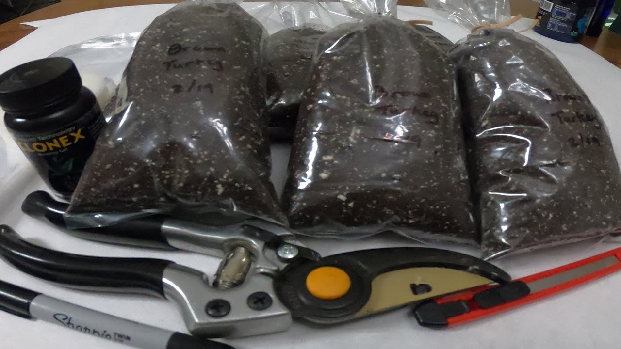 How to Propagate Fig Cuttings Using the Fig Pop Method