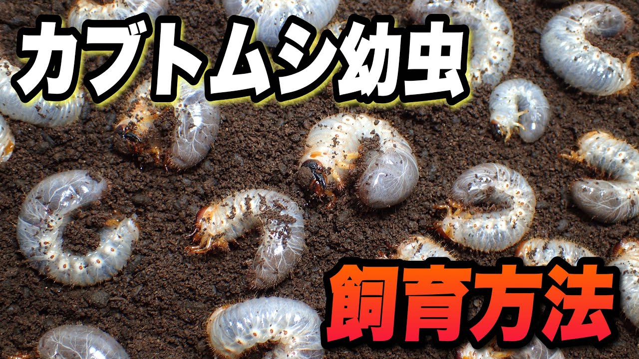 国産カブトムシの幼虫の飼育方法 孵化から1ヶ月で個別管理【カブトムシ飼育】