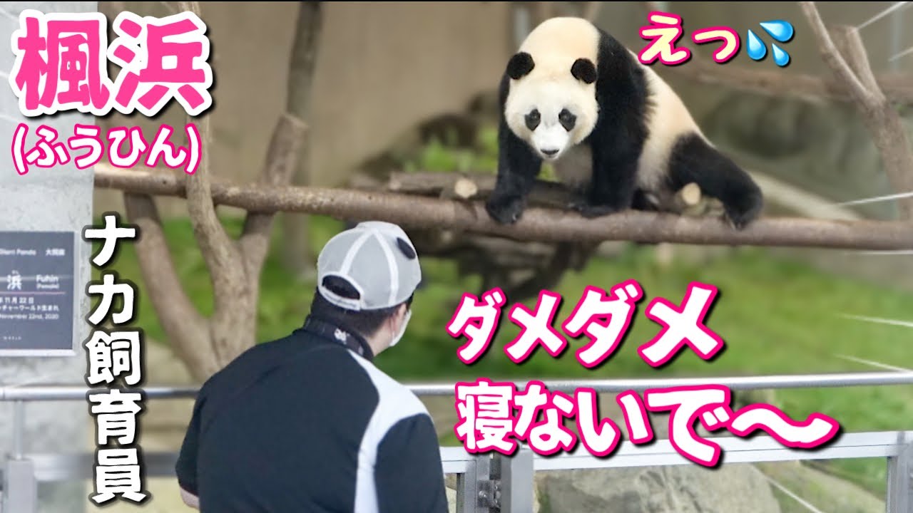 【パンダアイドル楓浜】ナカ飼育員焦る💦ナイト営業終了5分前で爆睡体勢に入る🐼ダメダメ寝ないで〜！