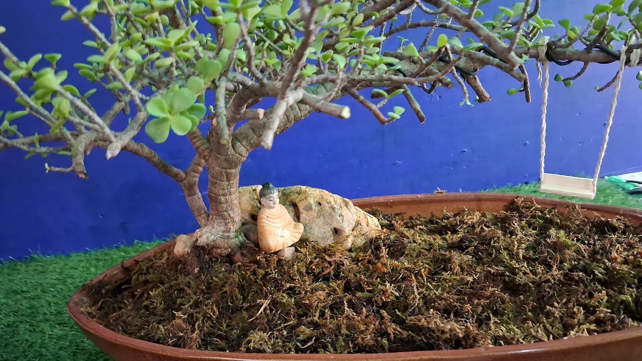 DIFFERENT REPOTTING AND STYLING OF JADE BONSAI  #garden #bonsai #gardening #bonsaitree 