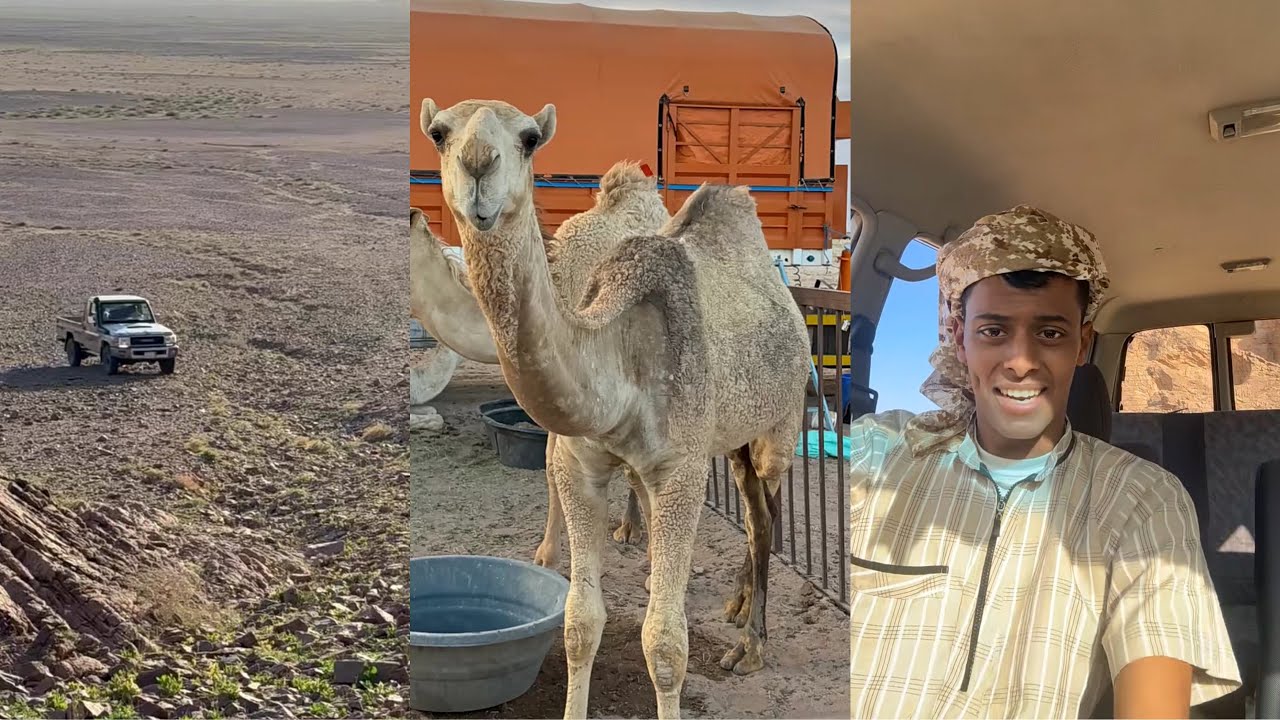 سنابات قعيد المجد| موسم الضبان ، هدايا القعود 😍 بيئة البر 😂