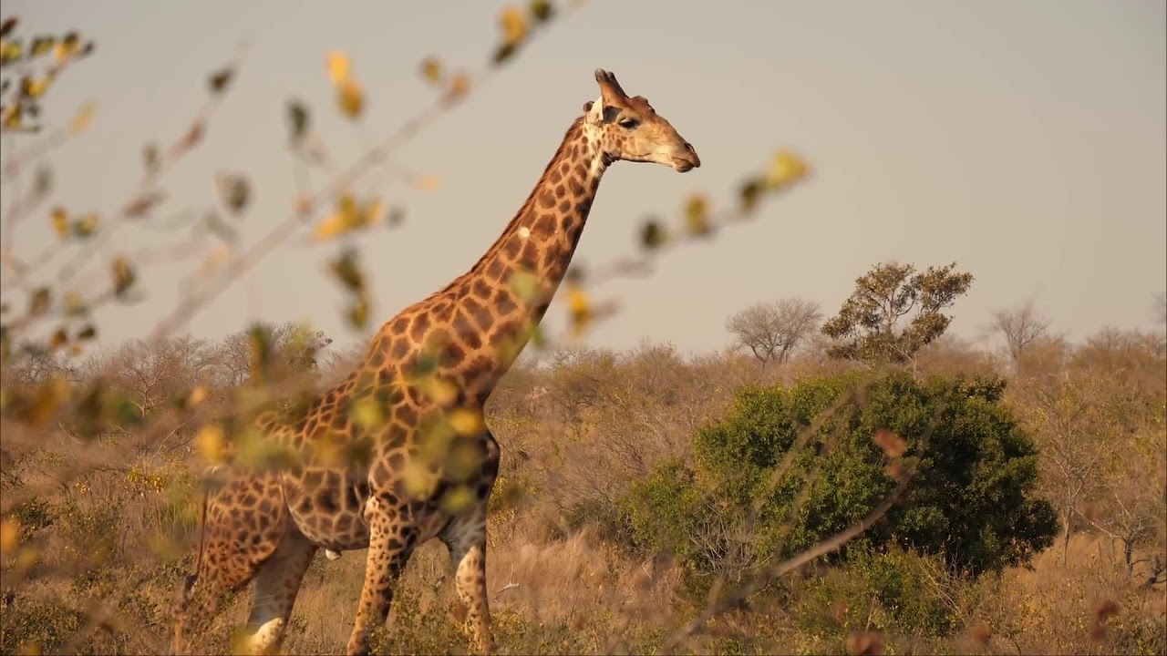 What to see on a road trip from Johannesburg to Kruger National Park