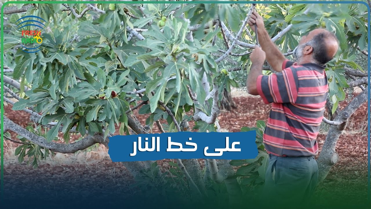 على خط النار || مزارعون من منطقة جبل الزاوية حرموا من جني محصول التين || 31-8-2022