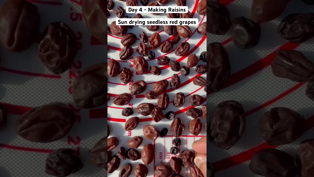 Day 4 - Sun drying Seedless Red Grapes - Making Raisins #Shorts #tastysproutschannel