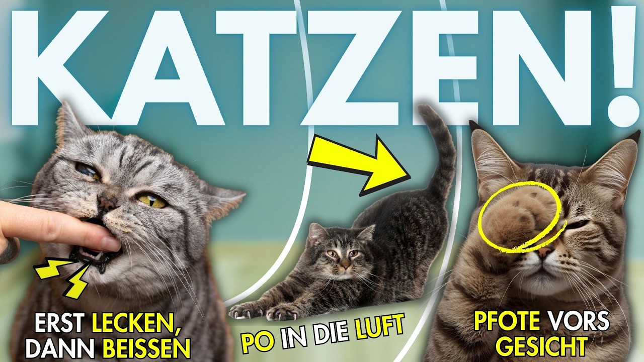 Die wahre Bedeutung von 12 seltsamen Katzen Verhaltensweisen