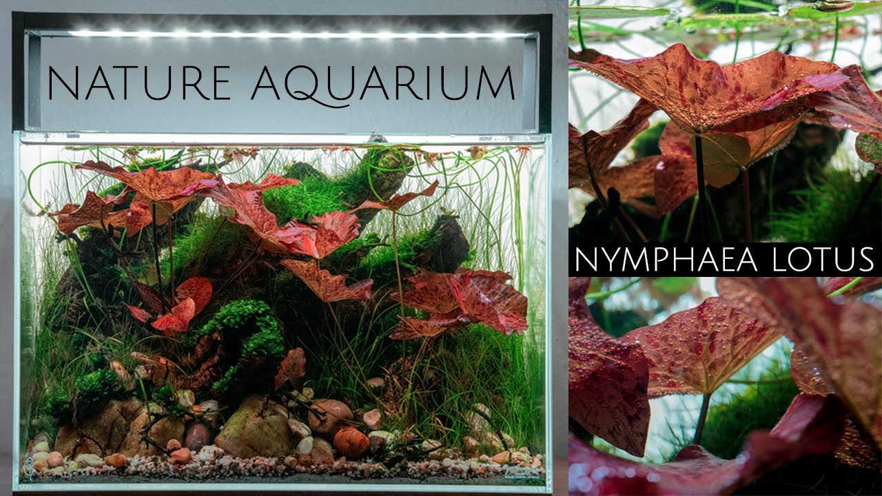 How I Set Up a Nature Aquarium Aquascape with Nymphaea Lotus | Step-by-Step Tutorial
