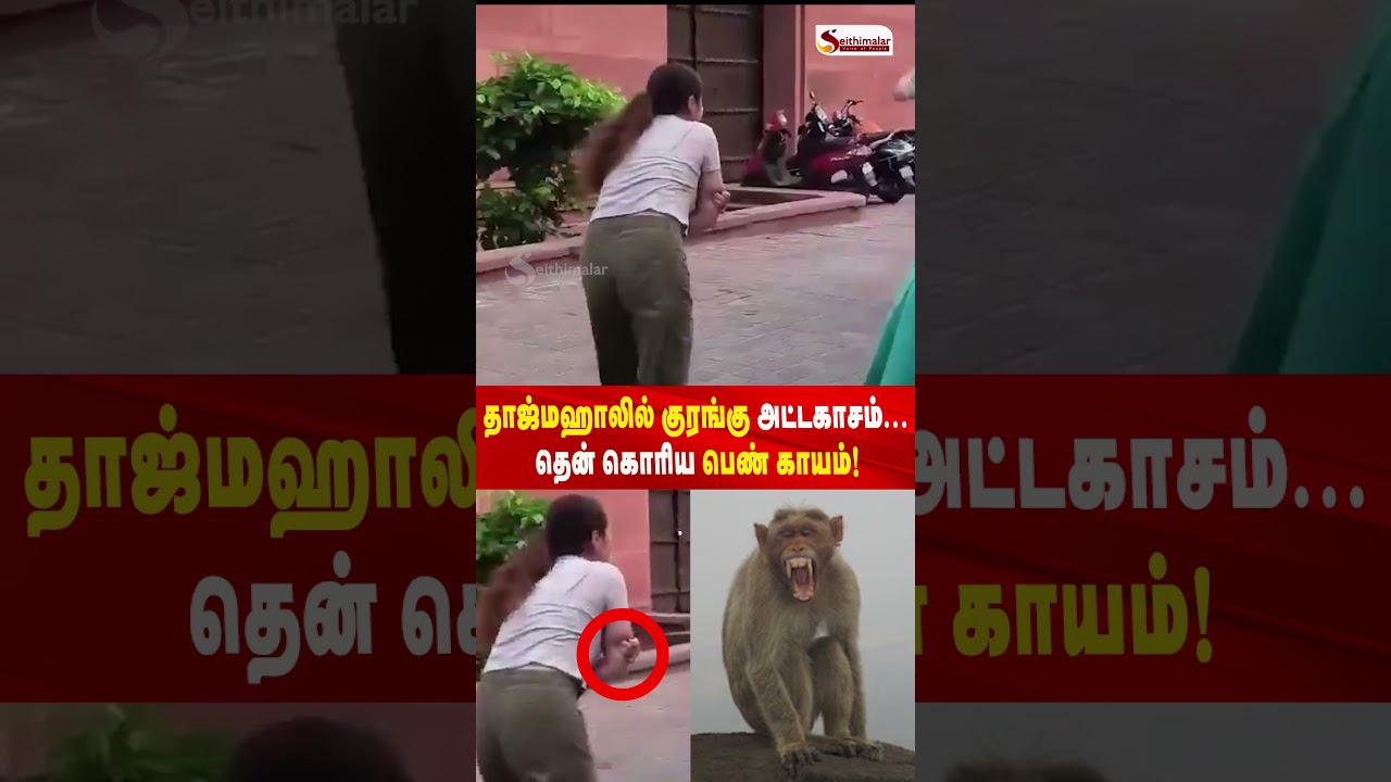 தாஜ்மஹாலில் குரங்கு அட்டகாசம்... தென் கொரிய பெண் காயம் !